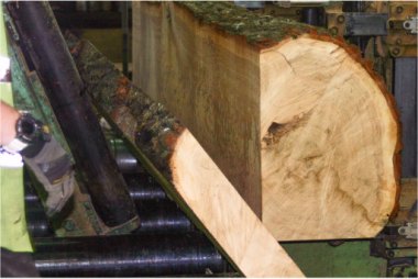 Oak log being sawn inside Yandles sawmill